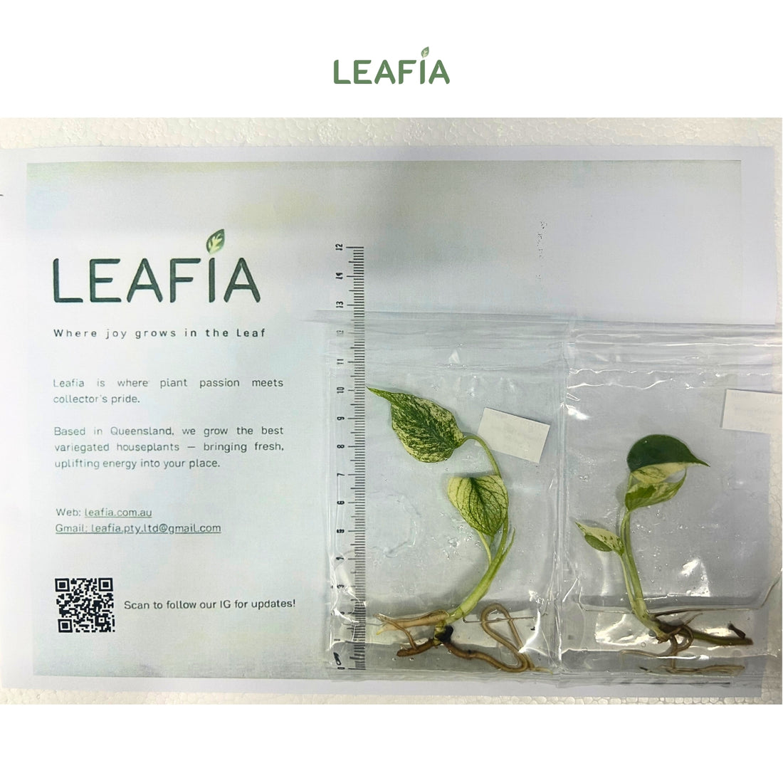Monstera Deliciosa SphinX Tissue Culture - Grower's Choice