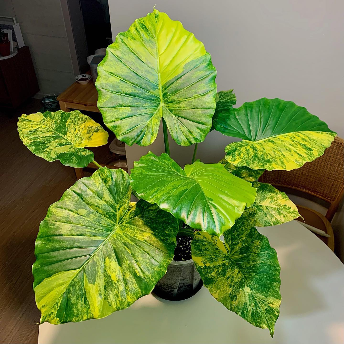 Alocasia Gageana 'Aurea' Tissue Culture - Grower's Choice