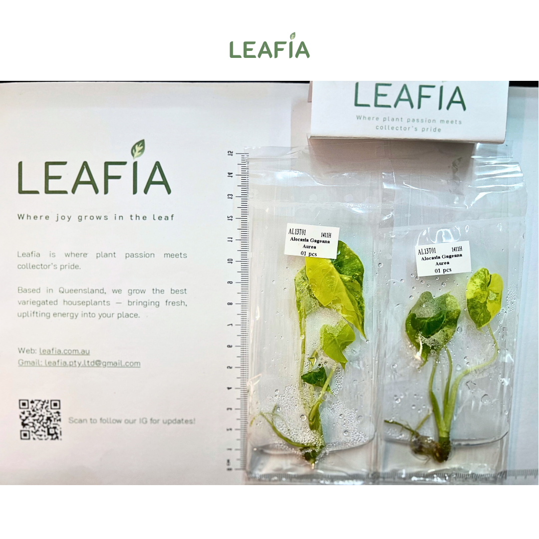 Alocasia Gageana 'Aurea' Tissue Culture - Grower's Choice