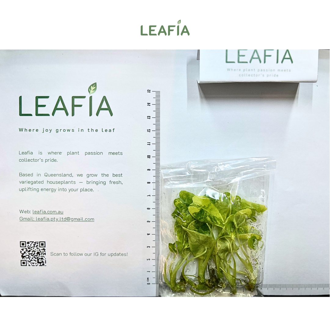 Alocasia Gageana 'Aurea' Tissue Culture - 5 plants per bag - Grower's Choice