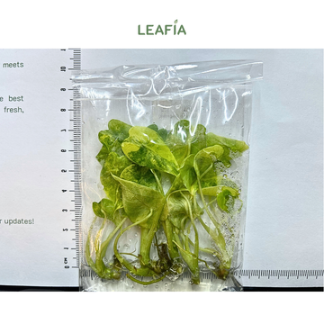 Alocasia Gageana 'Aurea' Tissue Culture - 5 plants per bag - Grower's Choice