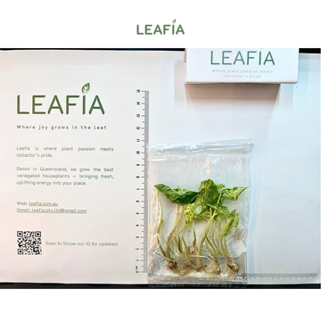 Alocasia Odora Batik Tissue Culture - 5 plants per bag - Grower's Choice