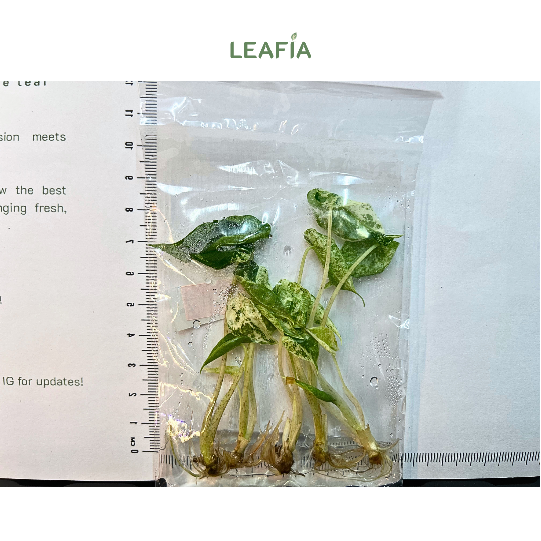 Alocasia Odora Batik Tissue Culture - 5 plants per bag - Grower's Choice