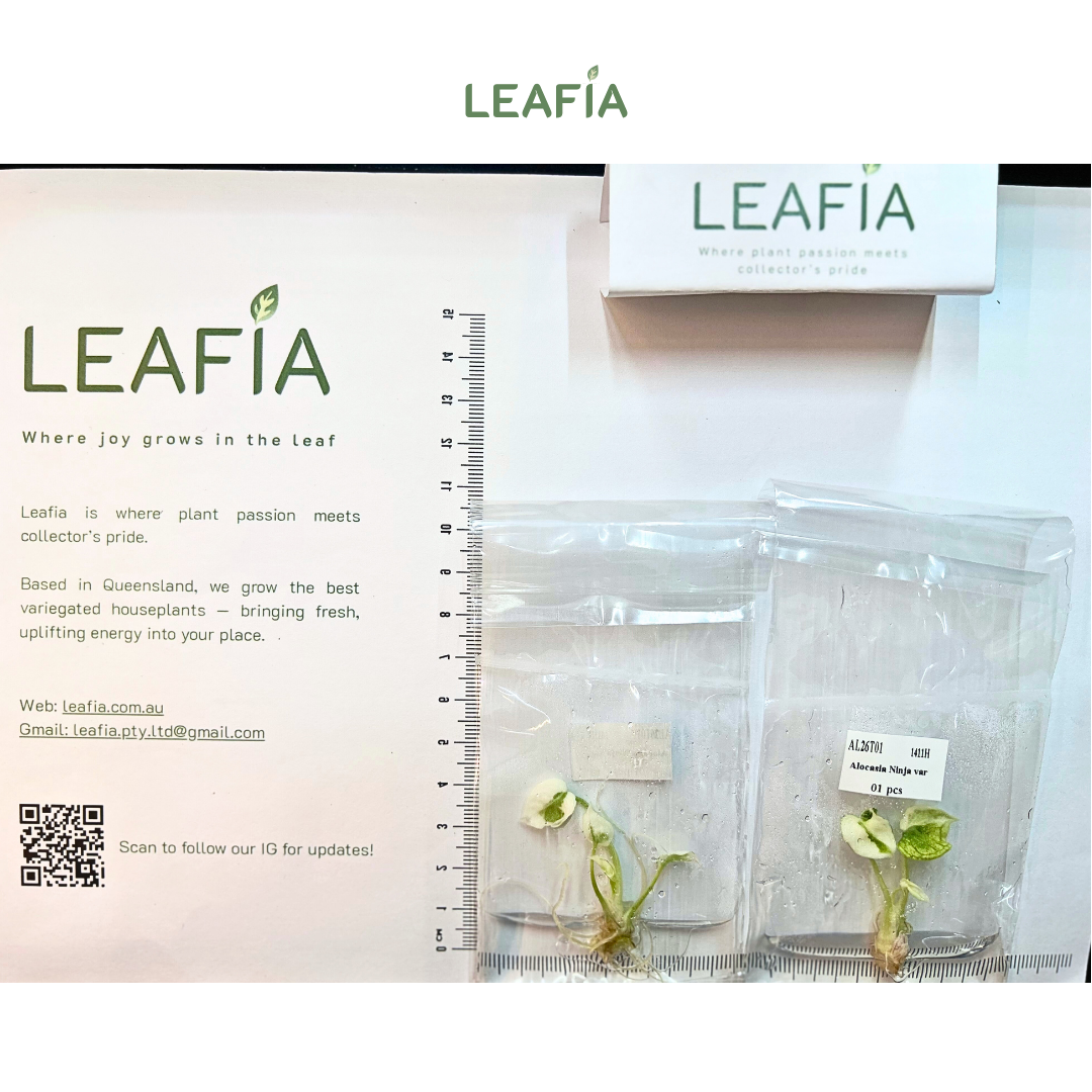 Alocasia Reginula 'Ninja var' Tissue Culture - Grower's Choice