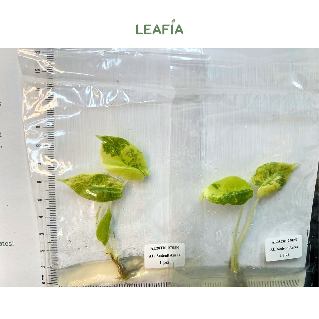 (NEW) Alocasia Sedenii Aurea Tissue Culture - Grower's Choice