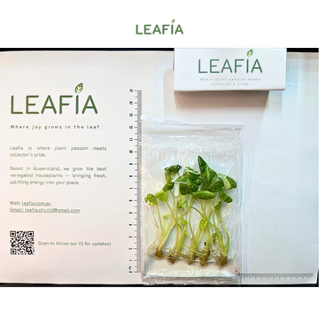 Alocasia Ninja Tricolor - 5 plants per bag Tissue Culture - Grower's Choice