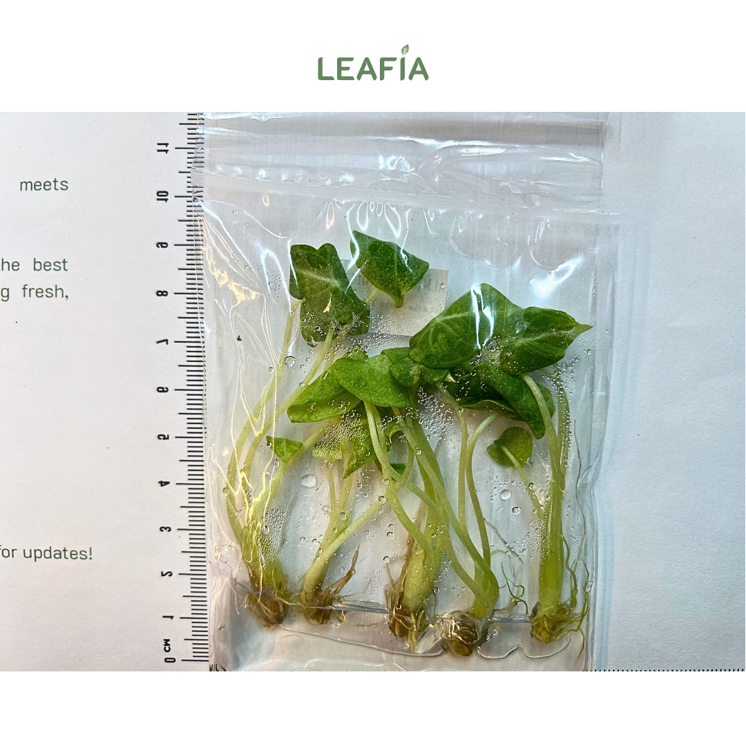 Alocasia Ninja Tricolor - 5 plants per bag Tissue Culture - Grower's Choice