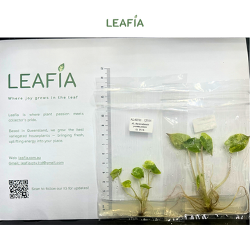 Alocasia Yucatan Yellow Tissue Culture - Grower's Choice