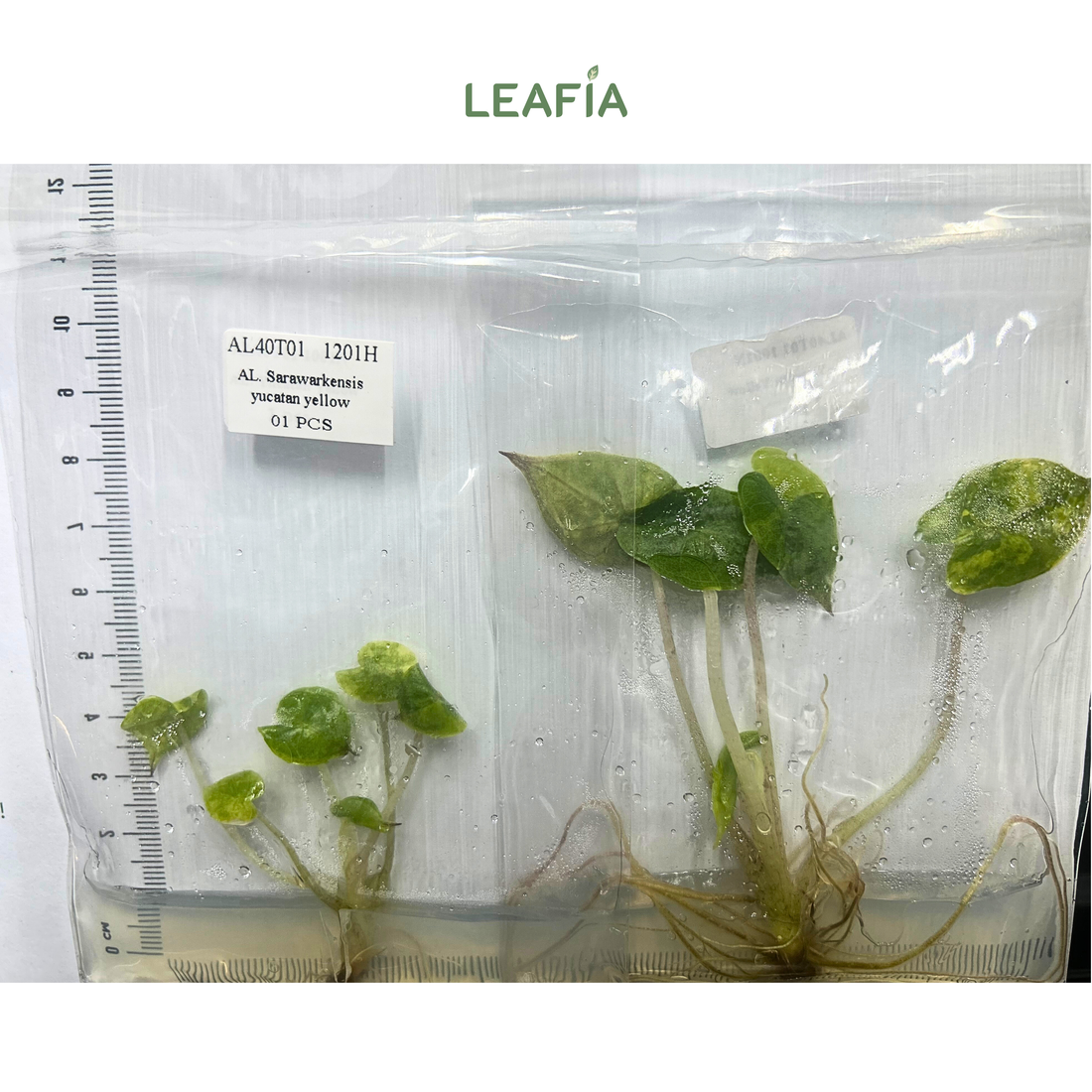 Alocasia Yucatan Yellow Tissue Culture - Grower's Choice
