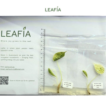 (NEW) Alocasia Azlanii Gold Tissue Culture - Grower's Choice