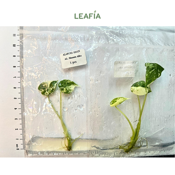 Alocasia Sinuata 'Albo var' Tissue Culture - Grower's Choice