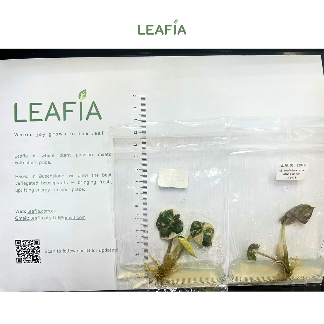 Alocasia Balloon Heart Pink Variegated Tissue Culture - Grower's Choice