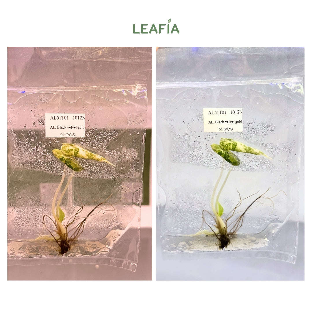 (NEW) Alocasia Black Velvet Gold - Tissue Culture - Grower's Choice