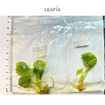 Alocasia Scalprum 'Aurea' Tissue Culture - Grower's Choice