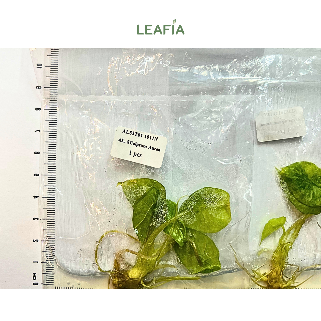 Alocasia Scalprum 'Aurea' Tissue Culture - Grower's Choice