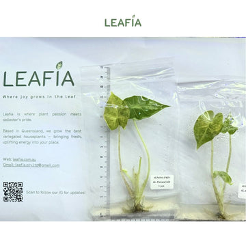 (New) Alocasia Portora Gold Tissue Culture - Grower's Choice