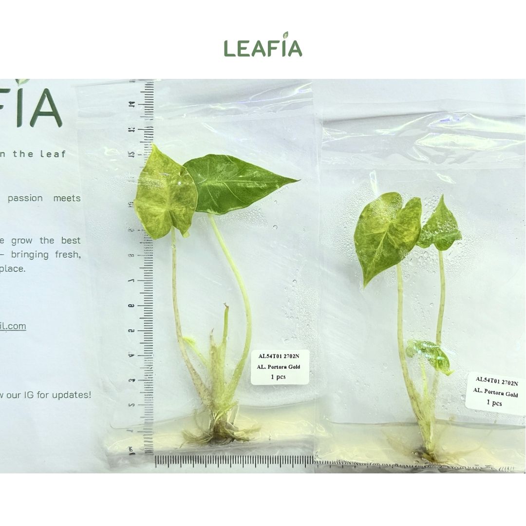 (New) Alocasia Portora Gold Tissue Culture - Grower's Choice