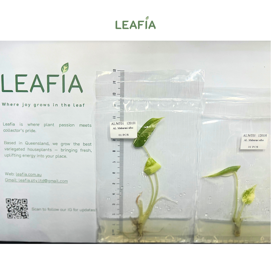 Alocasica Maharani Albo Tissue Culture - Grower's Choice