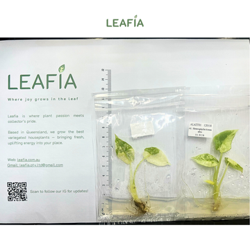 Alocasia Bisma Albo Tissue Culture - Grower's Choice