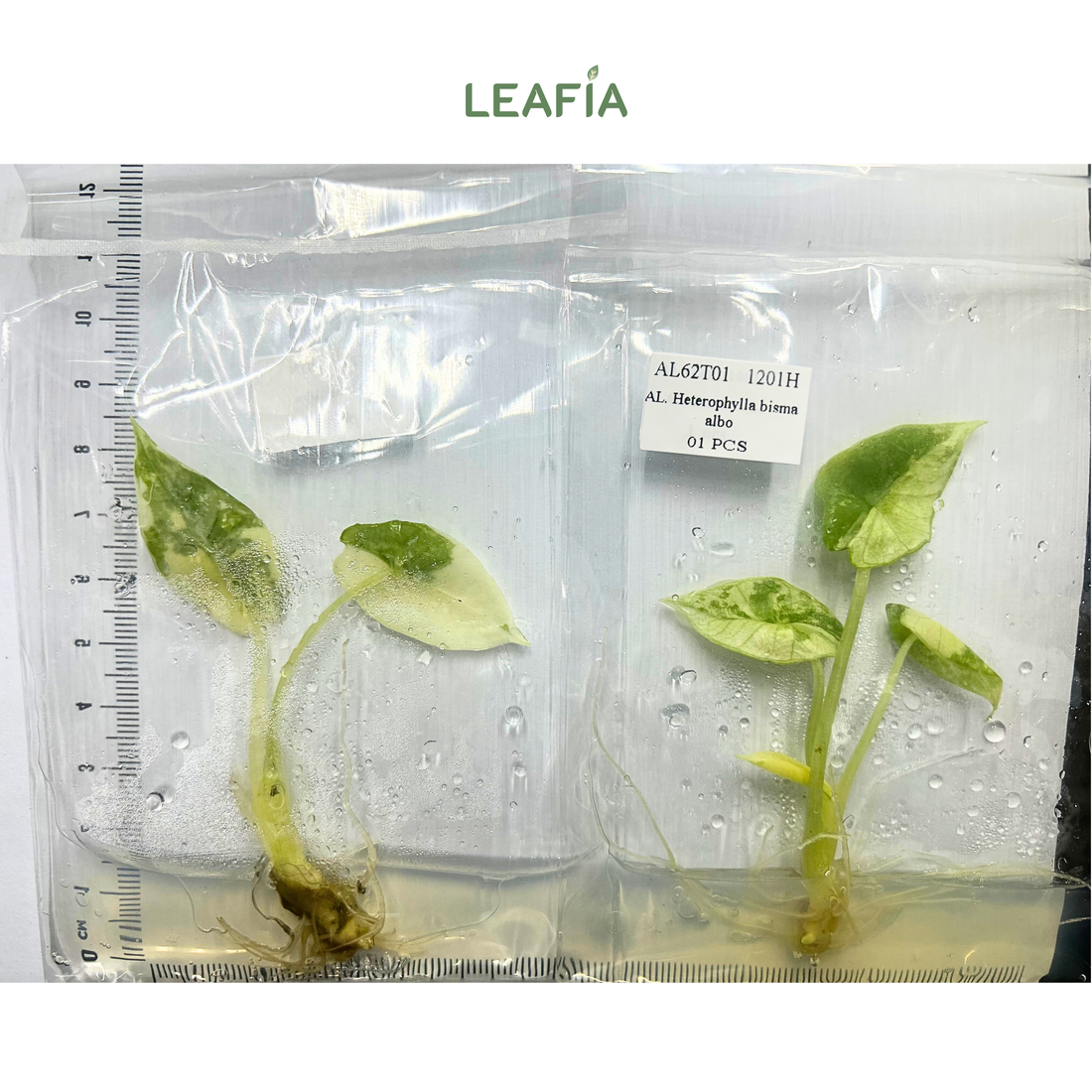 Alocasia Bisma Albo Tissue Culture - Grower's Choice