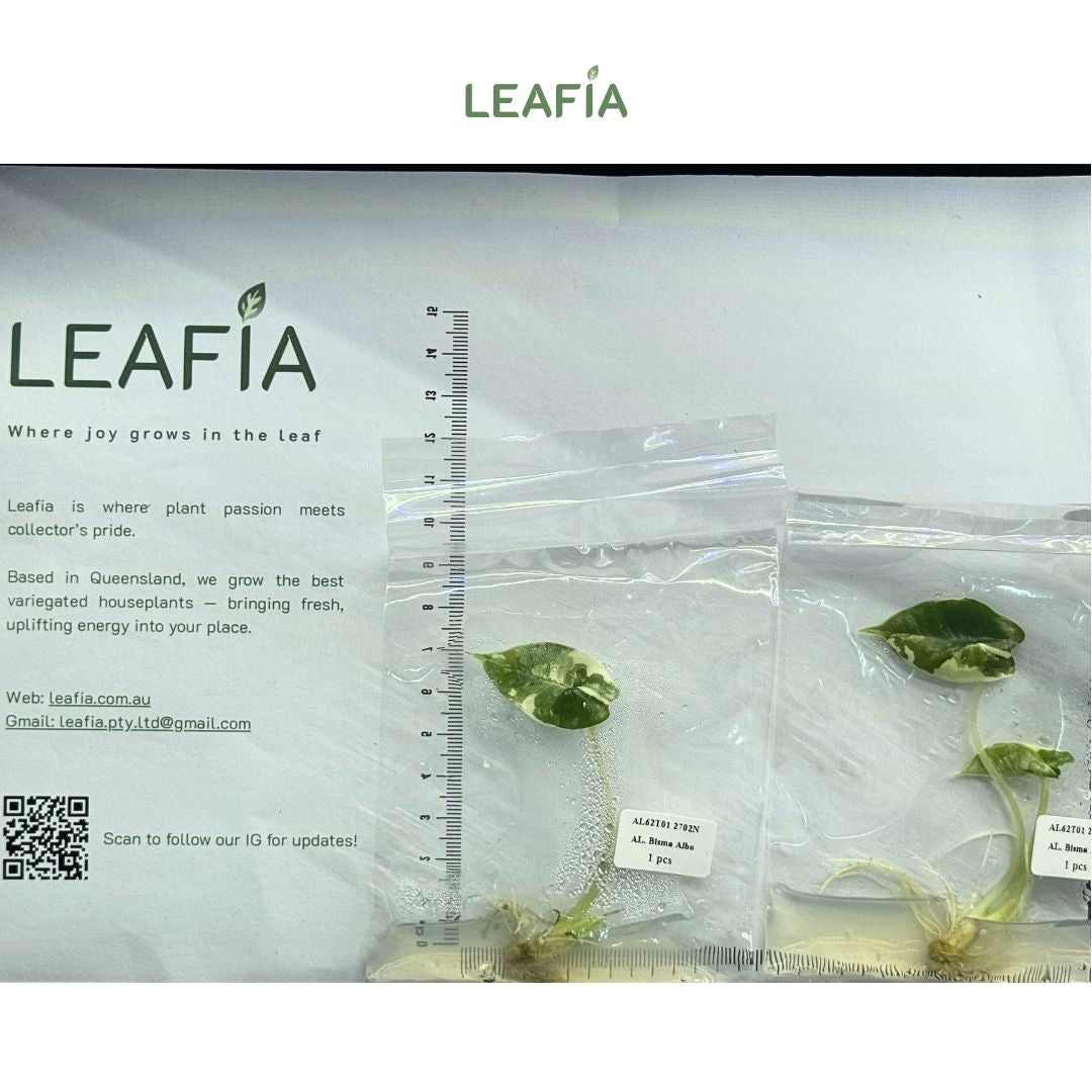 (New) Alocasia Bisma Albo Tissue Culture - Grower's Choice