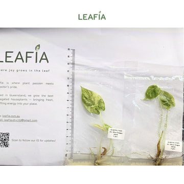 (NEW) Alocasia Silver Dragon Aurea Tissue Culture - Grower's Choice