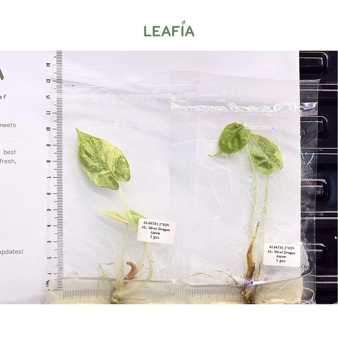 (NEW) Alocasia Silver Dragon Aurea Tissue Culture - Grower's Choice