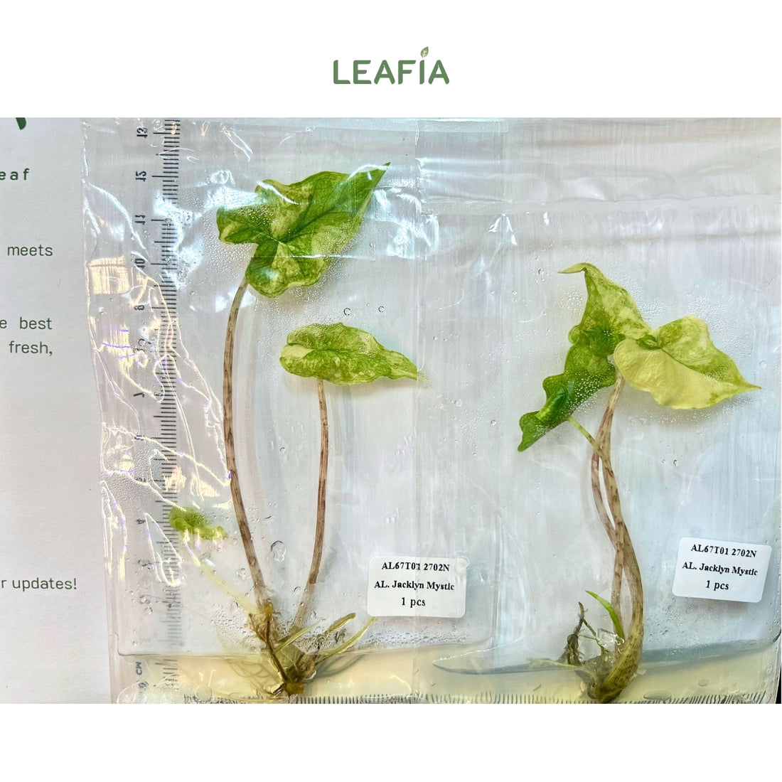 (NEW) Alocasia Jacklyn Mystic Tissue Culture - Grower's Choice