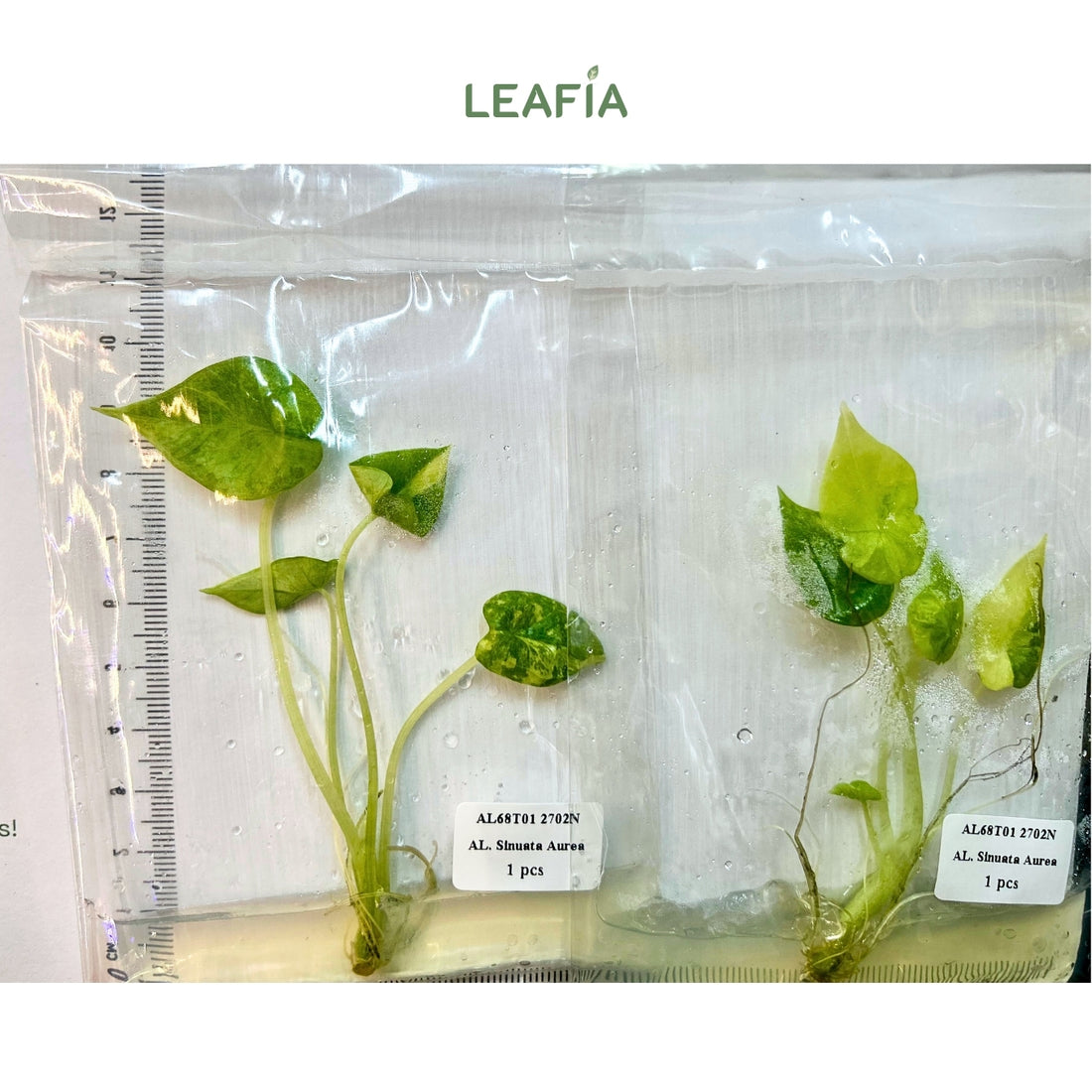 (NEW) Alocasia Sinuata Aurea Tissue Culture - Grower's Choice