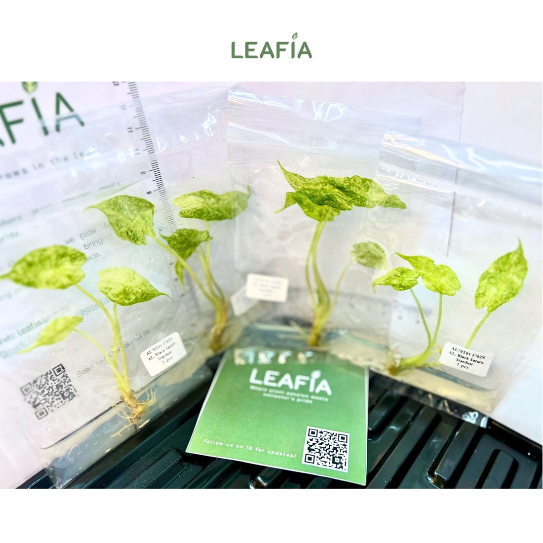 (NEW) Alocasia Black Saturn Stardust Tissue Culture - Grower's Choice