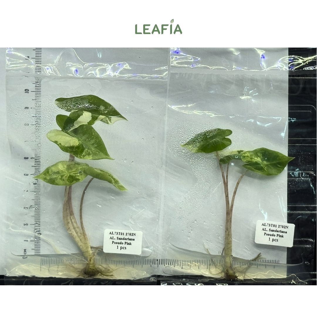 (NEW) Alocasia Sanderiana Pseudo Pink Tissue Culture - Grower's Choice
