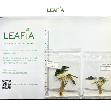 Alocasia Bambino Variegated Pink Tissue Culture - Grower's Choice