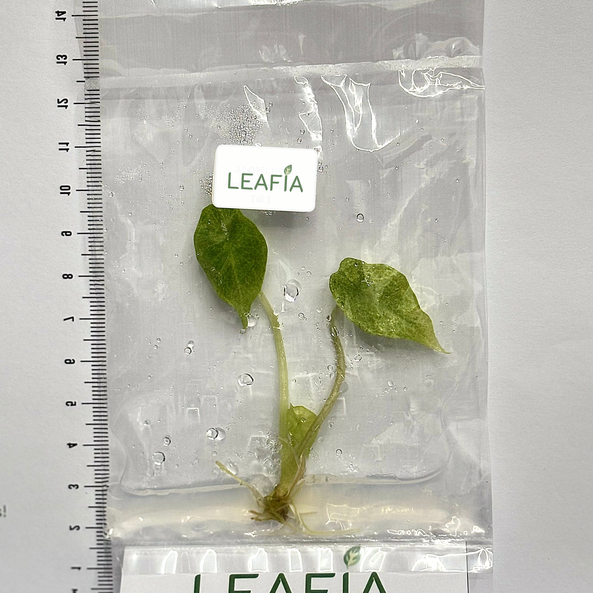 Alocasia Scalprum Mint Tissue Culture - Grower's Choice