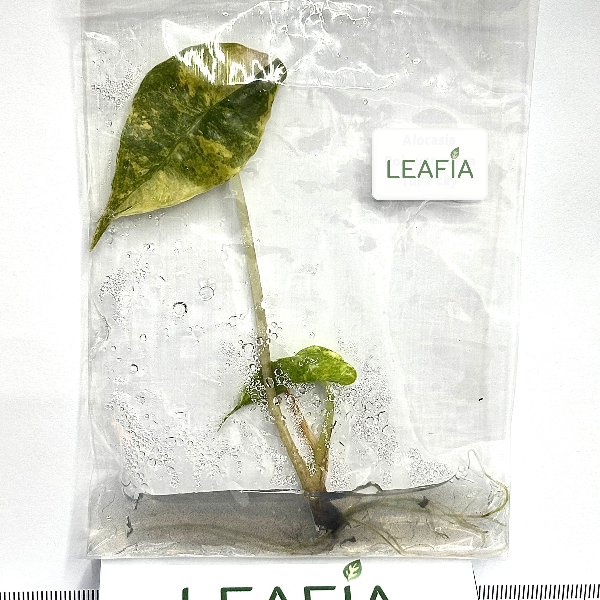 Alocasia Polly Aurea Tissue Culture - Grower's Choice