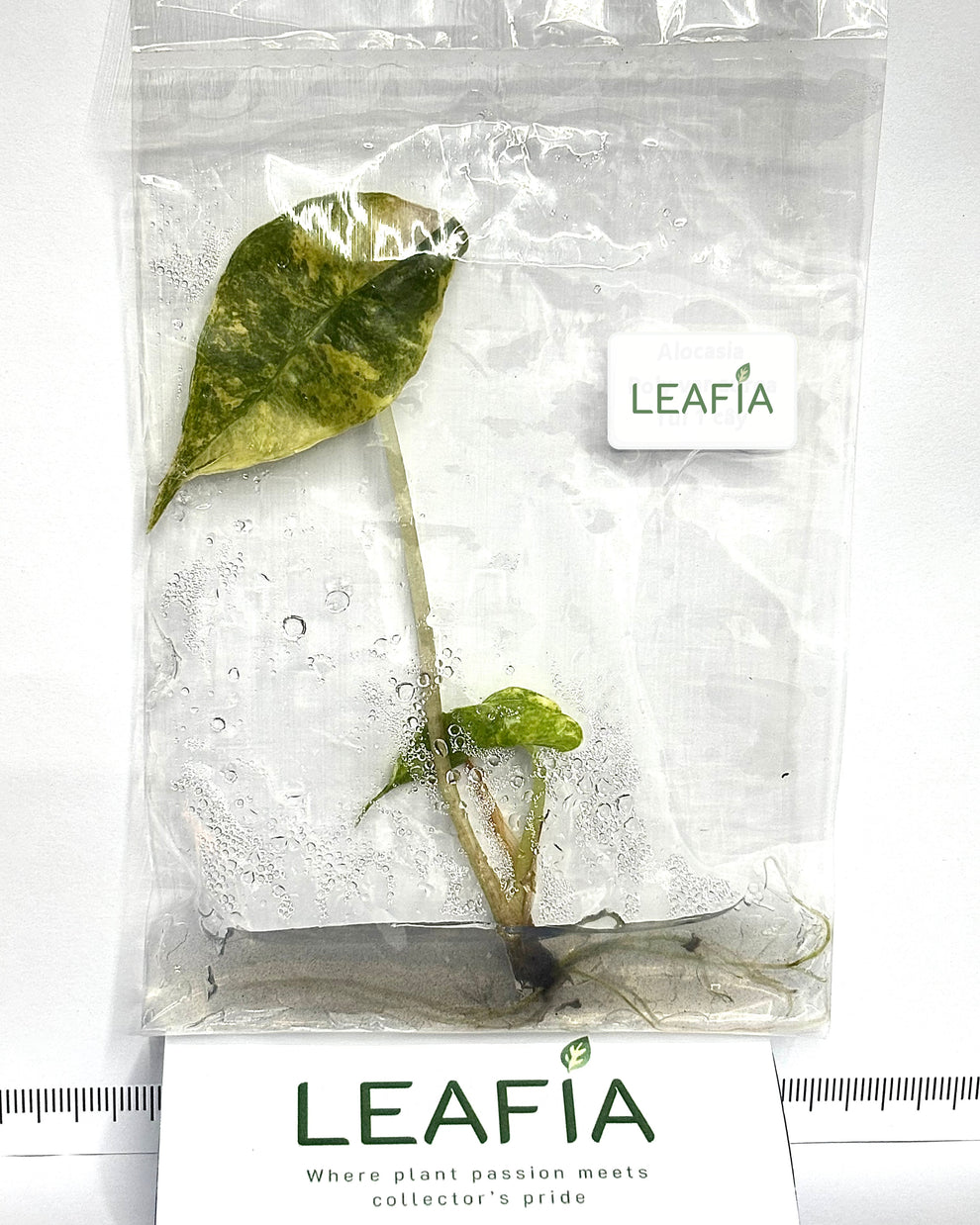Alocasia Polly Aurea TC Précommande main image 0