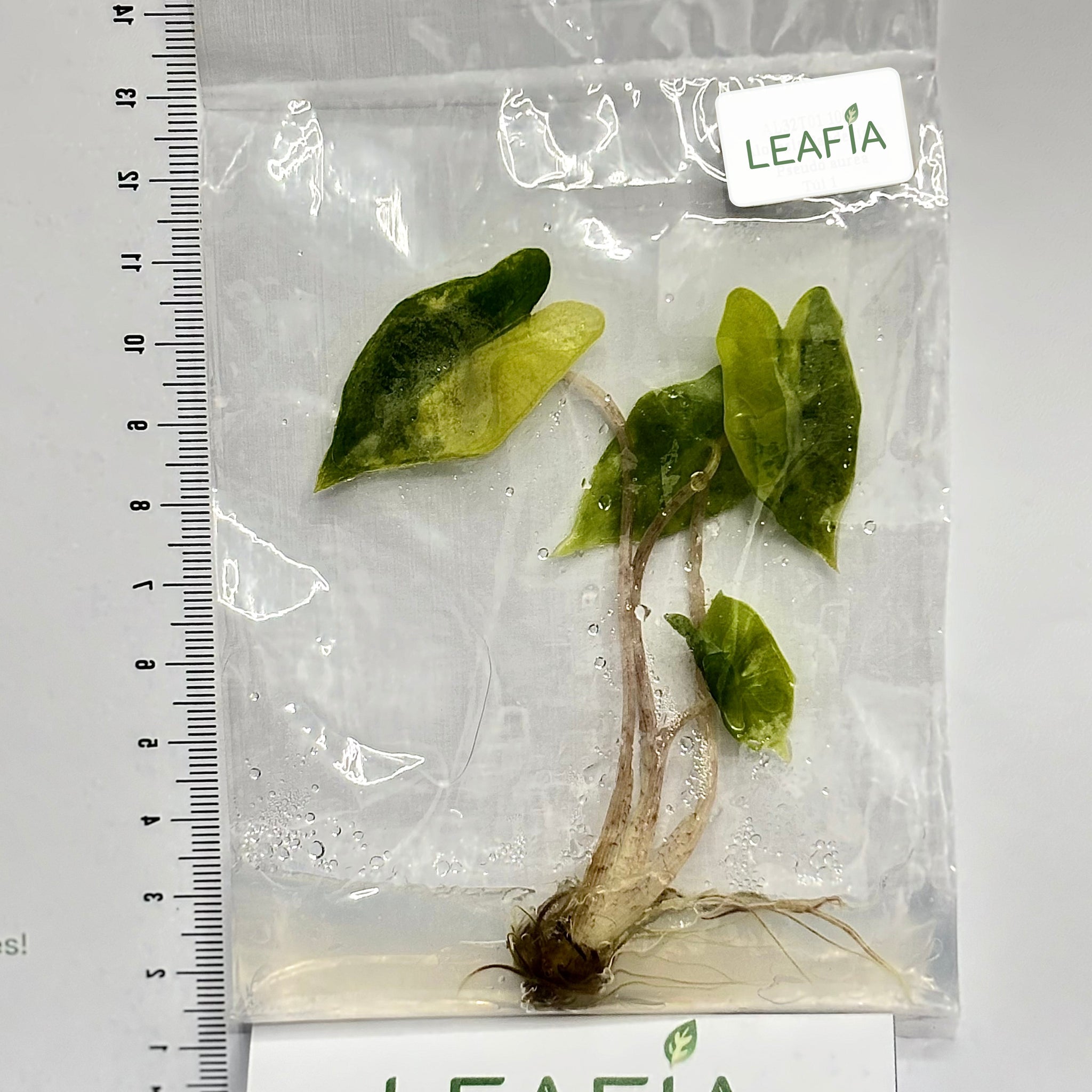 Alocasia Sanderiana Pseudo Tissue Culture - Grower's Choice