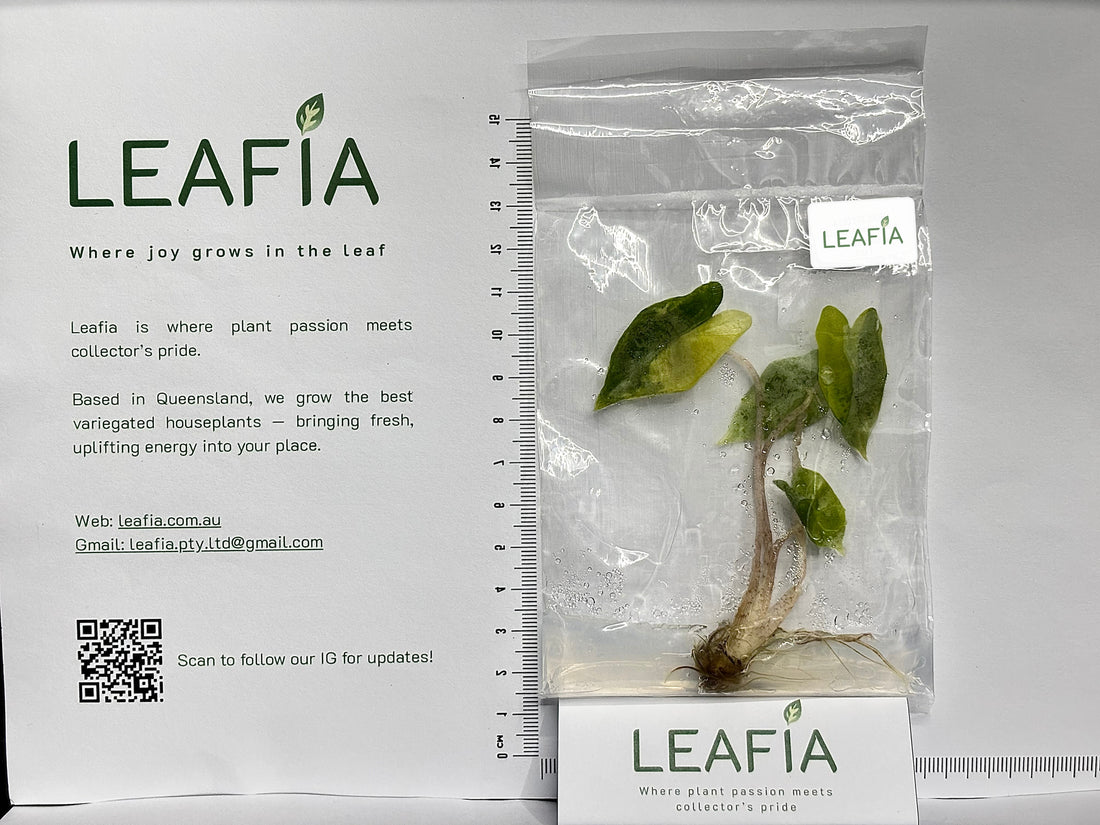 Alocasia Sanderiana Pseudo Tissue Culture - Grower's Choice