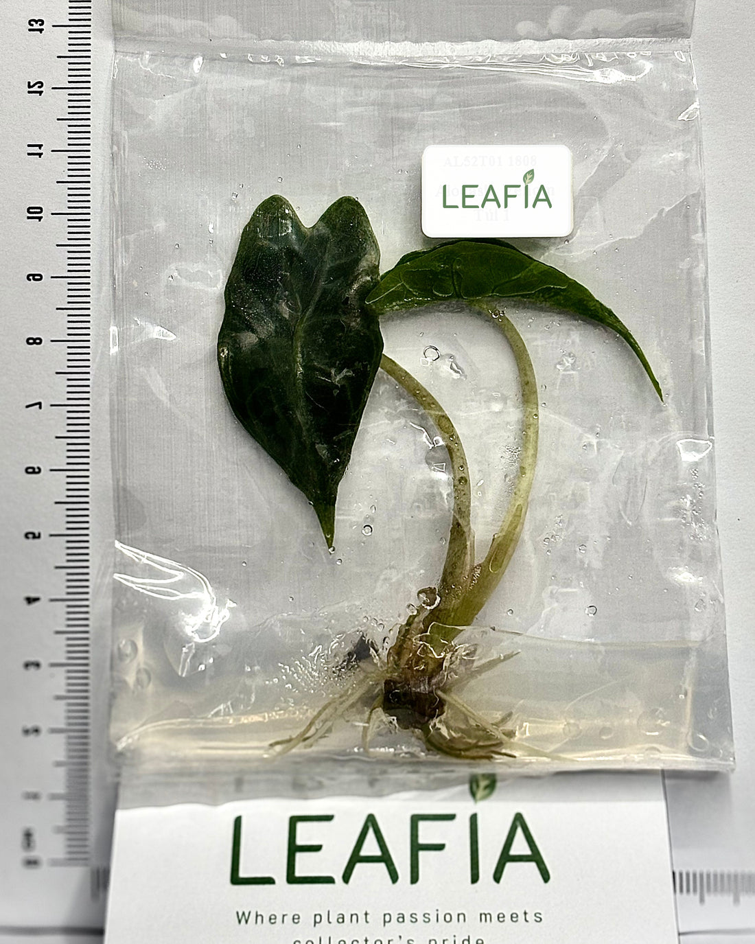 Alocasia Venom Tissue Culture - Grower's Choice