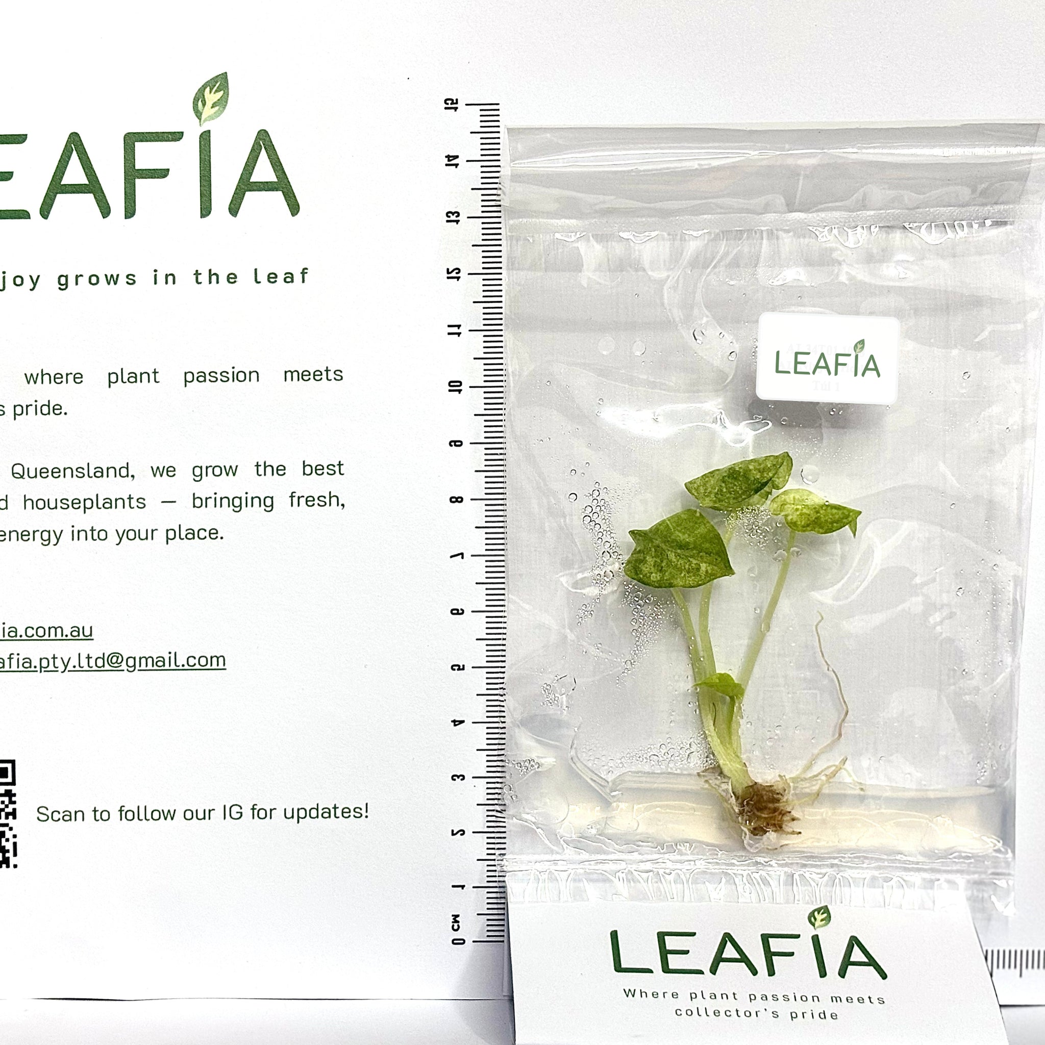 Alocasia Ninja Tricolor Tissue Culture - Grower's Choice