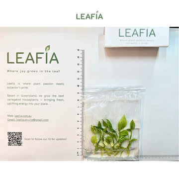 Anthurium Vittarifolium Var Tissue Culture - 5 plants per bag - Grower's Choice