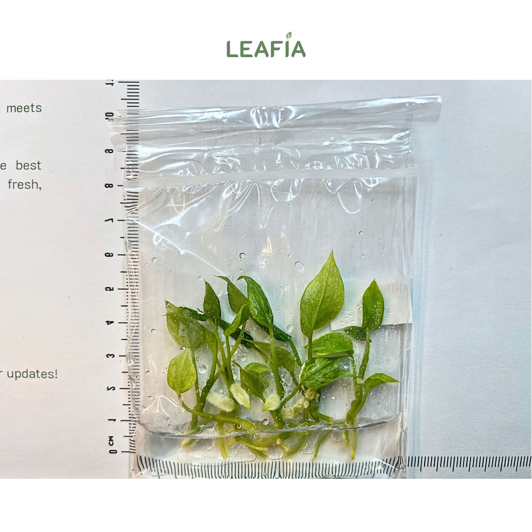 Anthurium Vittarifolium Var Tissue Culture - 5 plants per bag - Grower's Choice