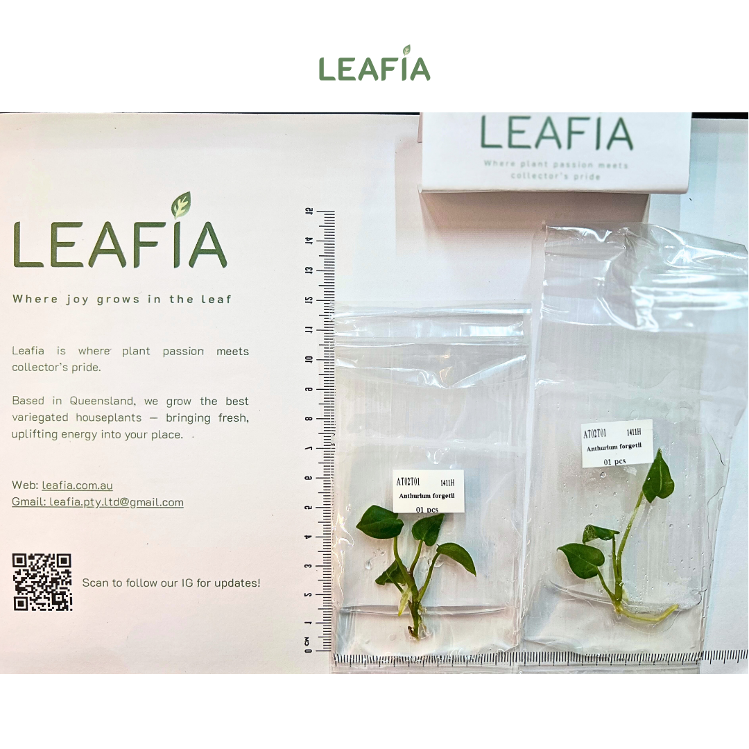 Anthurium forgetii Tissue Culture - Grower's Choice