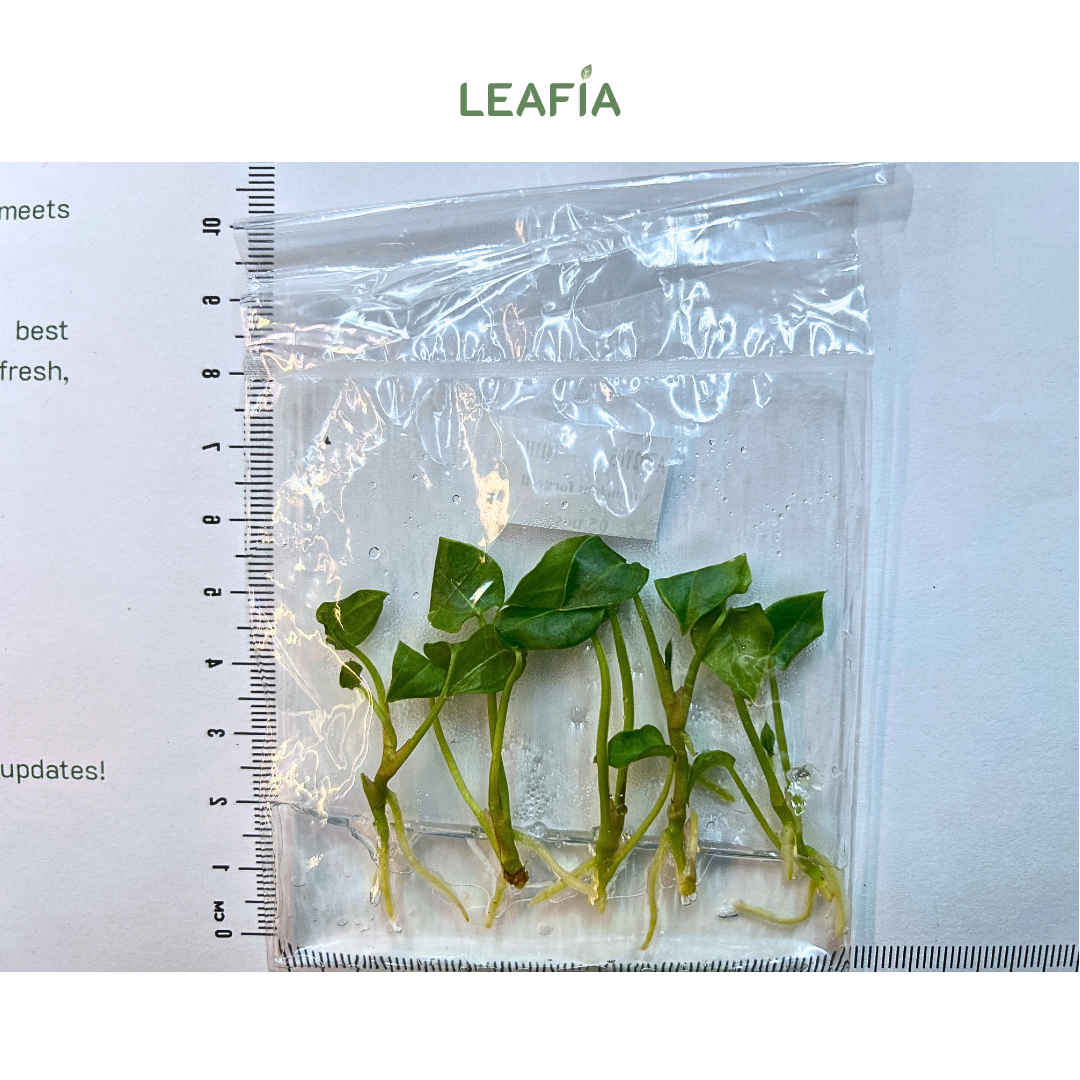 Anthurium Forgetii Tissue Culture - 5 plants per bag - Grower's Choice