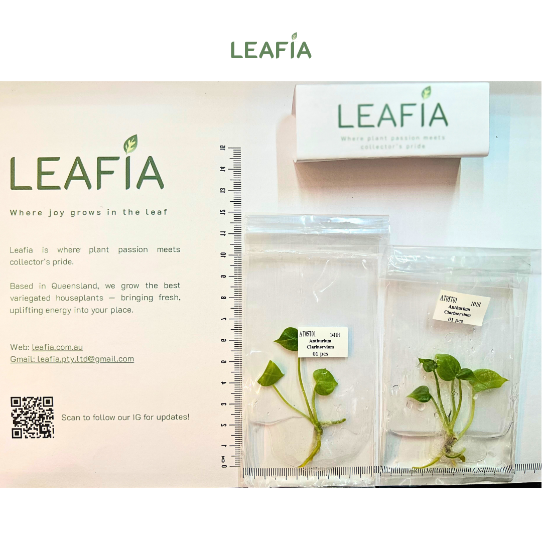 Anthurium Clarinervium Tissue Culture - Grower's Choice