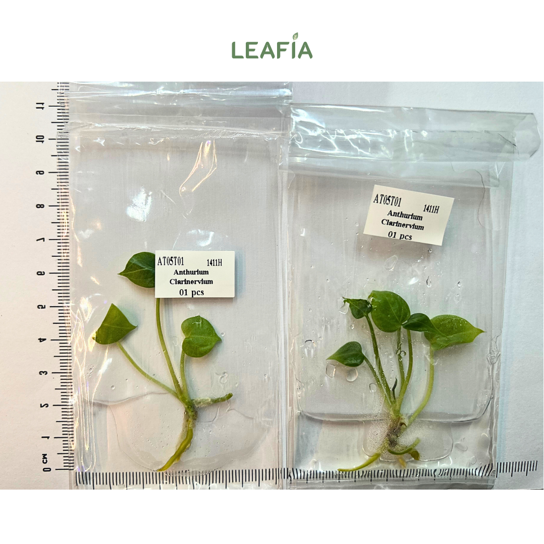 anthurium clarinervium australia Anthurium Clarinervium Hybrid Tissue Culture
