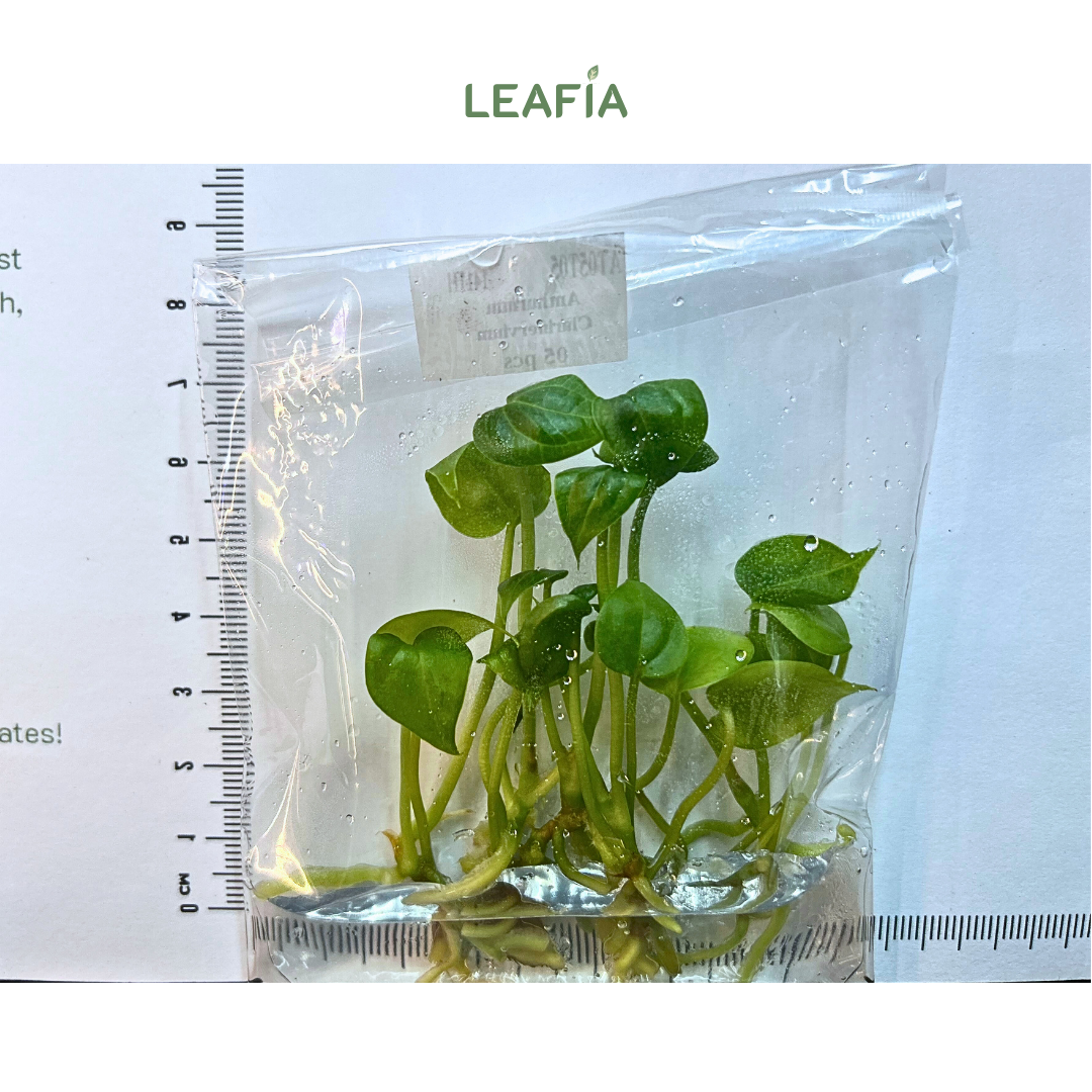 Anthurium Clarinervium Tissue Culture - 5 plants per bag - Grower's Choice