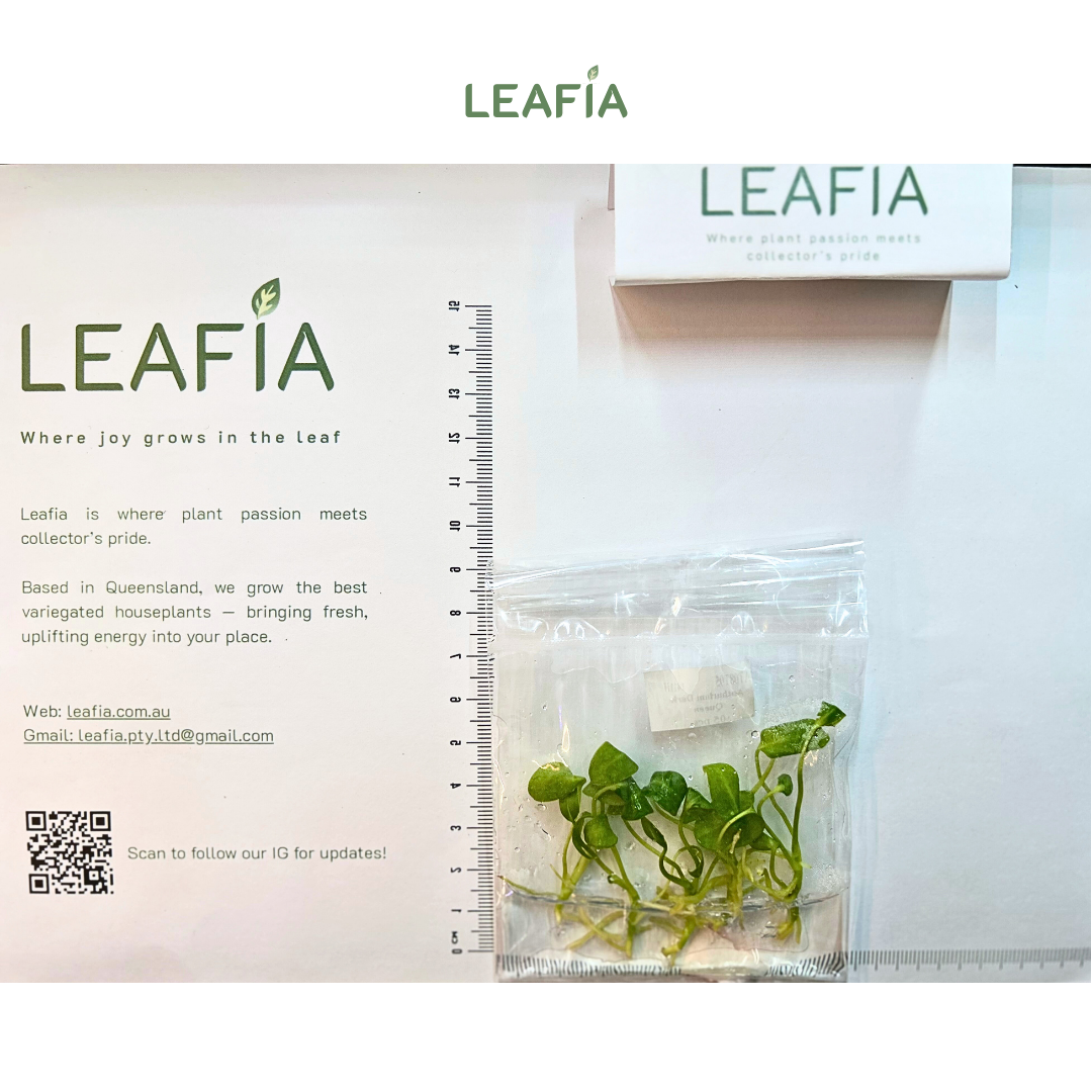 Anthurium warocqueanum Dark Queen Tissue Culture - 5 plants per bag - Grower's Choice