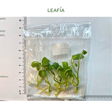 Anthurium warocqueanum Dark Queen Tissue Culture - 5 plants per bag - Grower's Choice