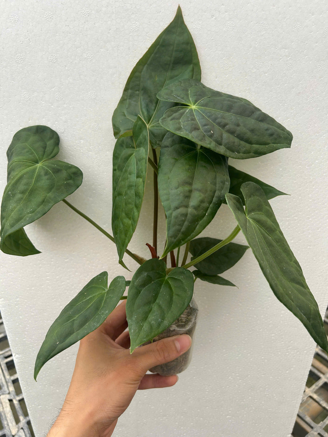 Anthurium Luxurian x Forgetii Dark Form Rooted Plant - Grower's Choice
