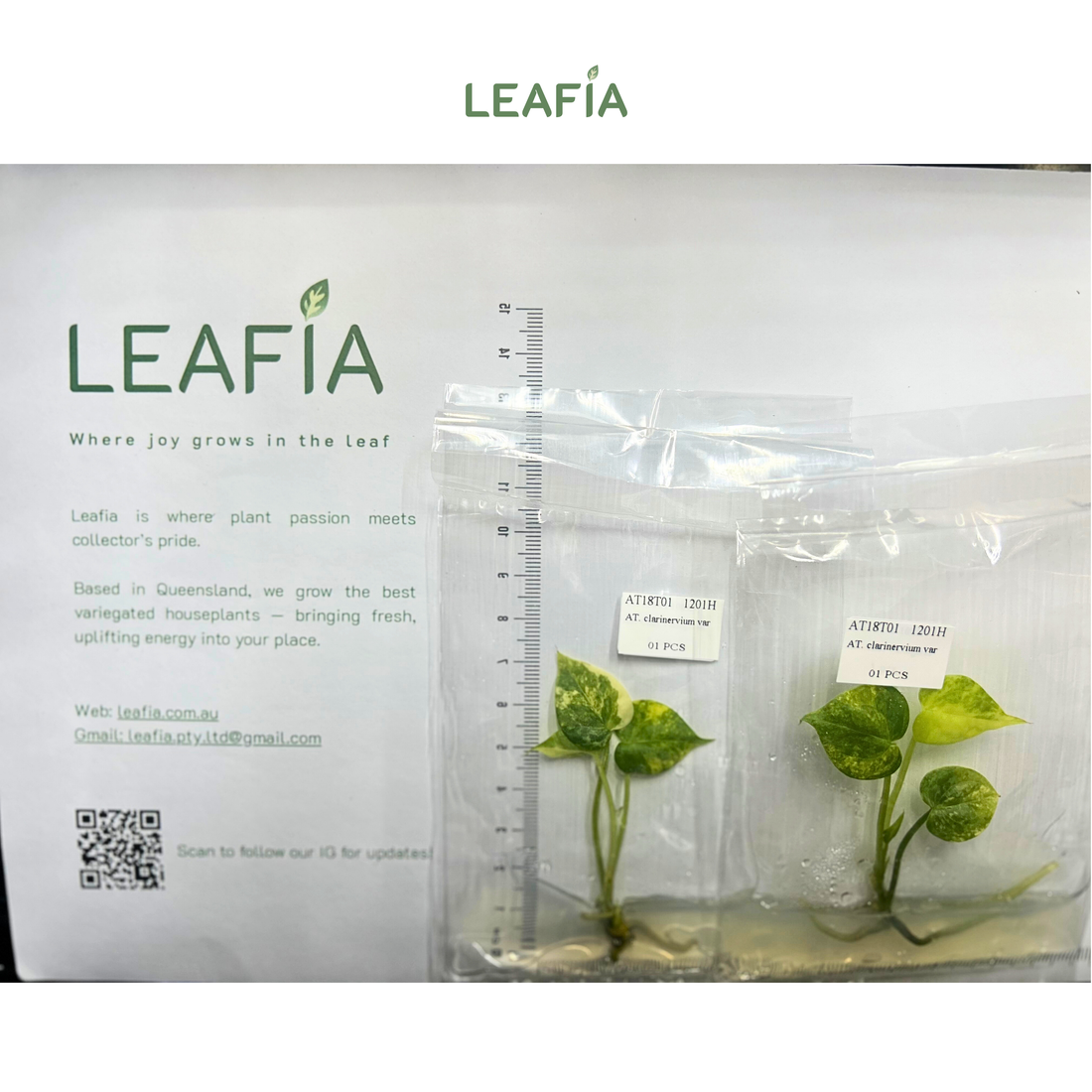 Anthurium Clarinervium Variegated Tissue Culture - Grower's Choice